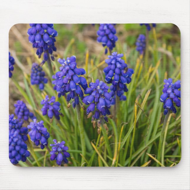 Tapis De Souris Famille de raisins Hyacinths (Devant)