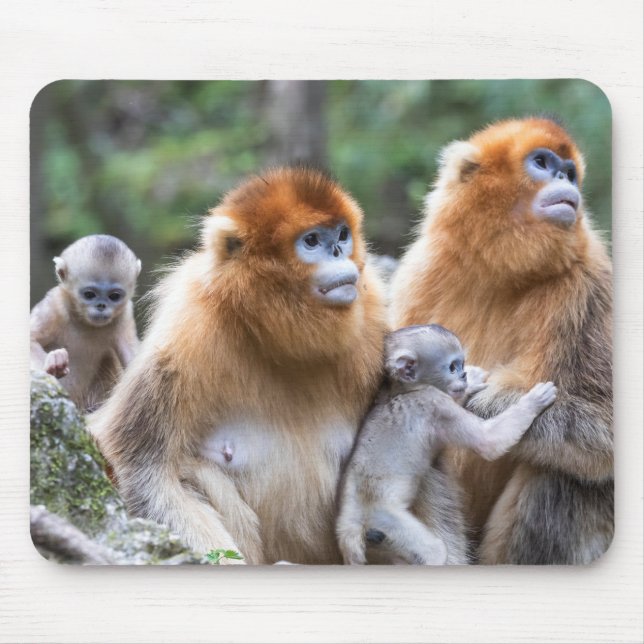 Tapis De Souris Famille de singes dorés (Devant)