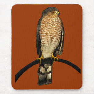 Tapis De Souris faucon Pointu-shinned