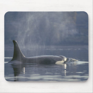 Tapis De Souris femelle adulte Orca Whale Orcinus Orca), Puget