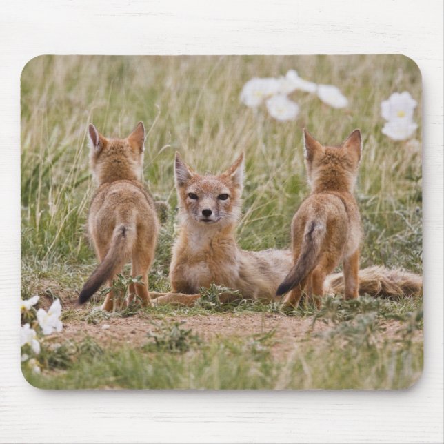 Tapis De Souris Femelle du renard véloce (Vulpes velox) jeune à (Devant)
