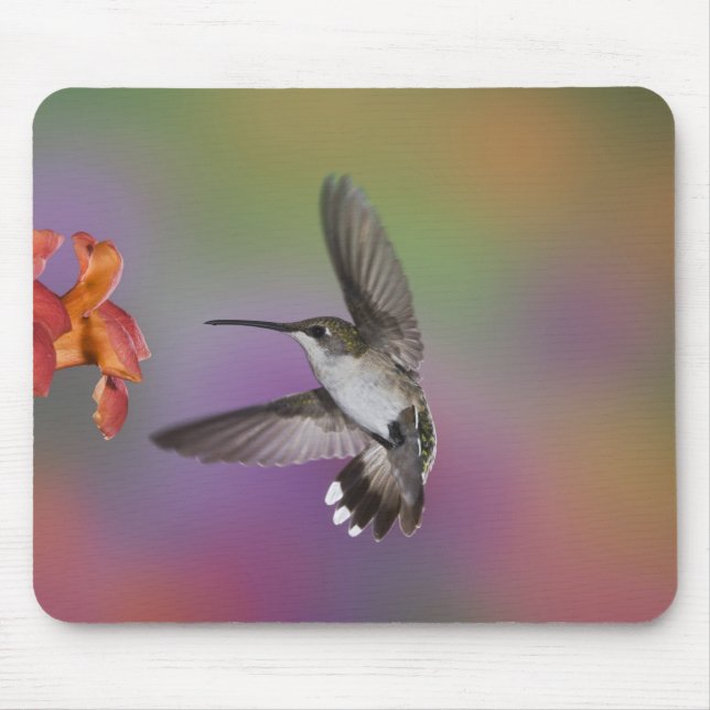 Tapis De Souris Femme Ruby Throated Hummingbird en vol (Devant)