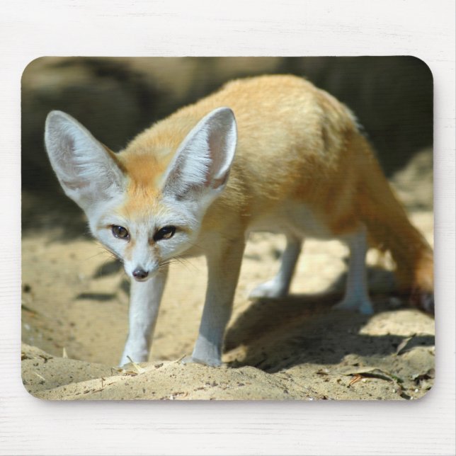 Tapis De Souris Fennec renx (Devant)