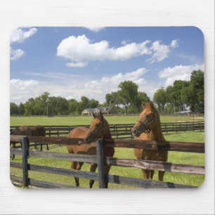 Tapis De Souris Ferme de chevaux pur-sang dans le comté de Marion,
