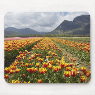 Tapis De Souris Ferme de tulipes près d'Agassiz, Colombie-Britanni