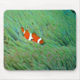Tapis De Souris Fermez-vous d'un poisson d'anémone de clown,