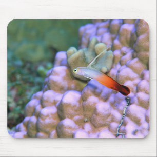 Tapis De Souris Fermez-vous d'un poisson de dard du feu,