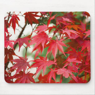 Tapis De Souris Feuilles vibrantes de rouge érable japonais en gro