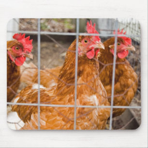 Tapis De Souris Fil de poulet