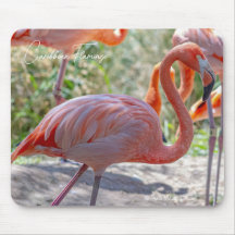 Flamant des Caraïbes