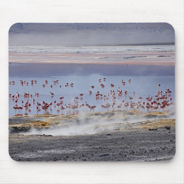 Tapis De Souris Flamant rose de James, Phoenicoparrus jamesi (Devant)