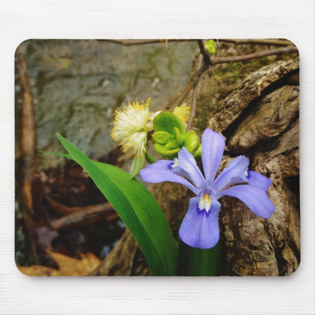 Tapis De Souris Fleur blanche pourpre bleu Iris (Devant)