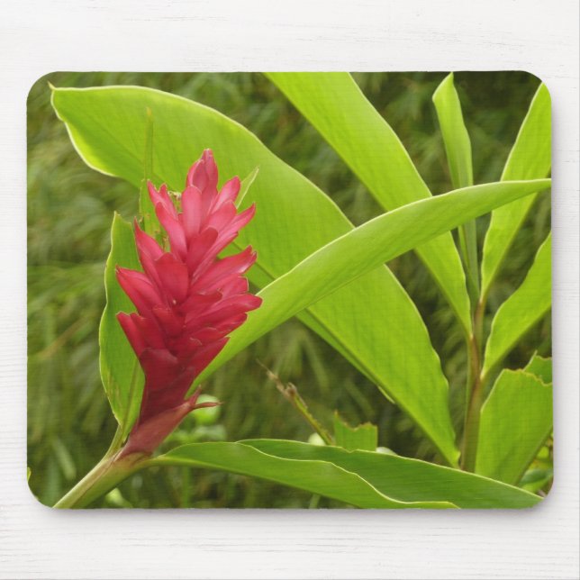 Tapis De Souris Fleur de gingembre rouge (Alpinia) tropicale (Devant)