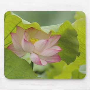 Tapis De Souris Fleur de lotus, Nelumbo nucifera, Chine