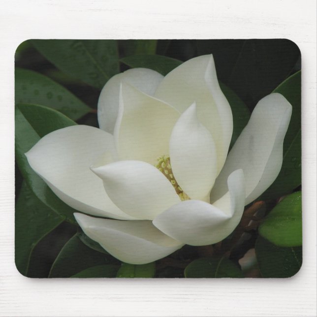 Tapis De Souris Fleur de magnolia (Devant)