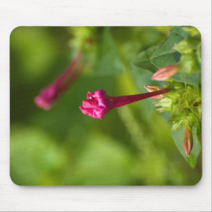 Tapis De Souris fleur ériée