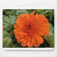 Fleur orange