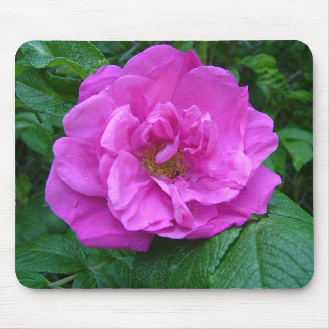 Tapis De Souris fleur rose rose, violet (Devant)