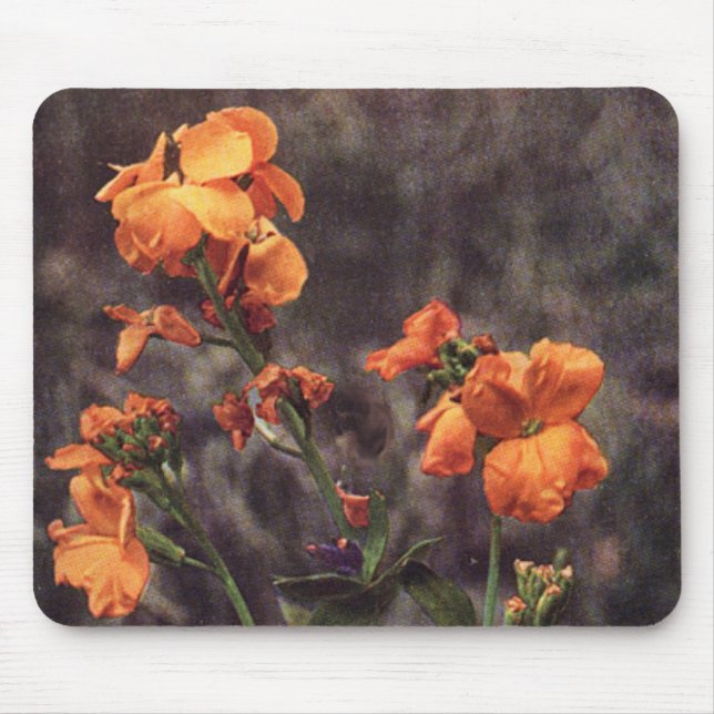 Tapis De Souris Fleur sauvage : Wallflower (Devant)