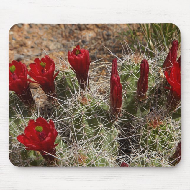 Tapis De Souris Fleurs de cactus de la Coupe Claret 2 (Devant)