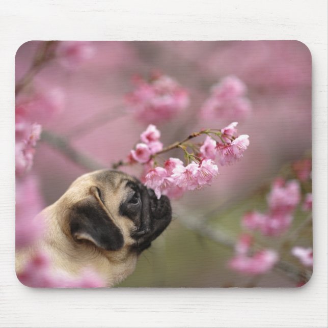 Tapis De Souris Fleurs de cerises de carlin (Devant)
