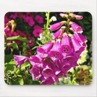 Fleurs de digitale rose