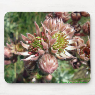 Tapis De Souris Fleurs de poules et de poussins (Sempervivum)