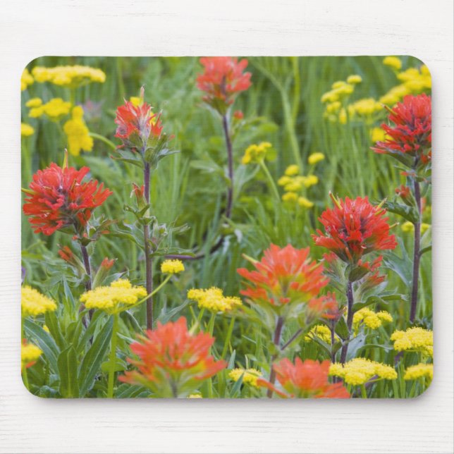 Tapis De Souris fleurs sauvages indiens de pinceaux et de biscuits (Devant)