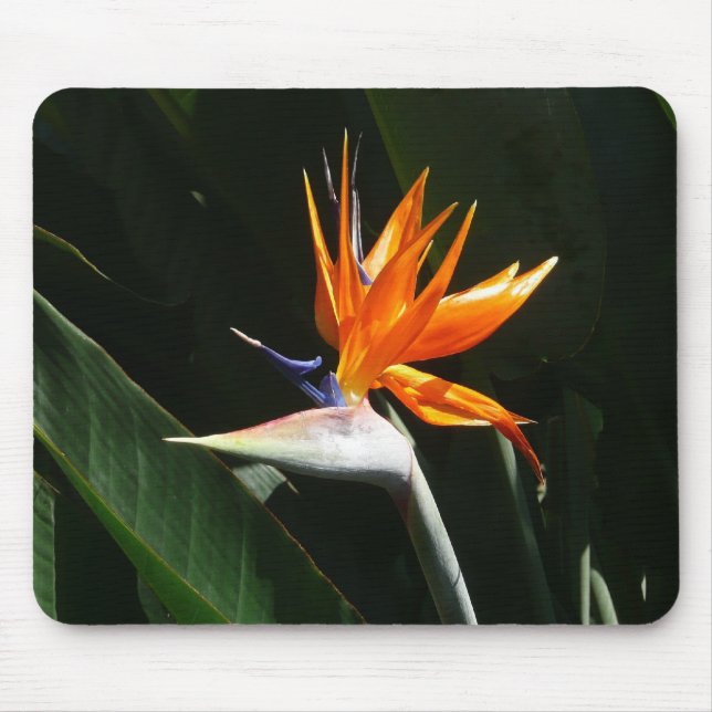 Tapis De Souris Flower tropical orange paradise (Devant)