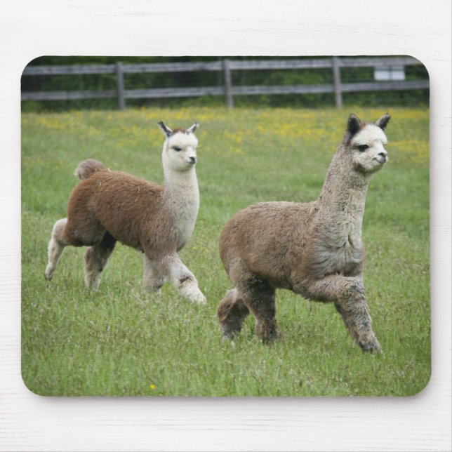Tapis De Souris Fonctionnement gris d'alpaga (Devant)