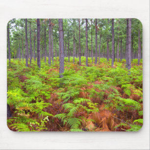 Tapis De Souris Fougère Aigle (Pteridium Aquilinum) en Croissance