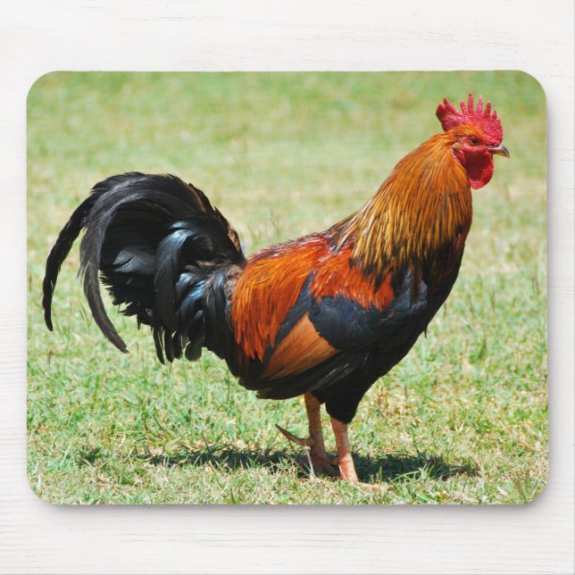 Tapis De Souris Fowl de la jungle rouge du coq Kauai Hawaii (Devant)
