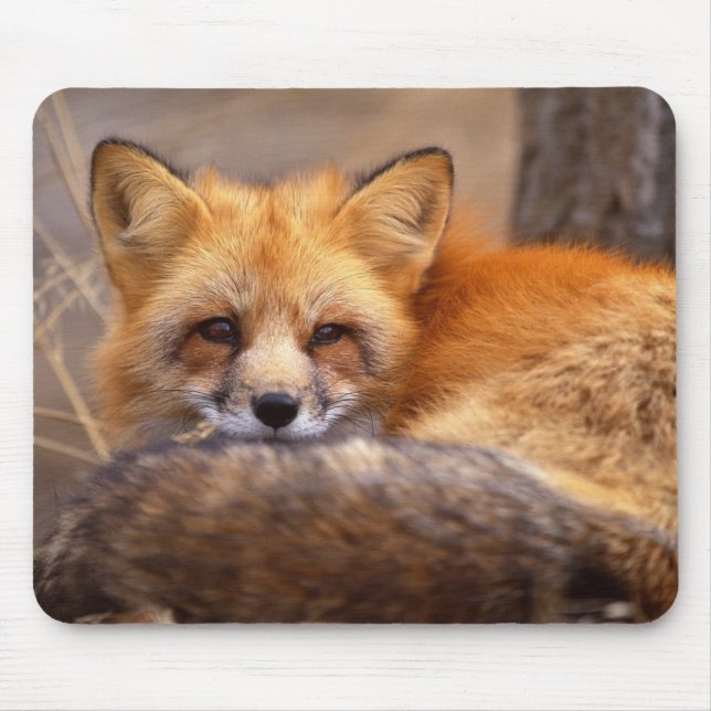 Tapis De Souris Fox rouge (Devant)