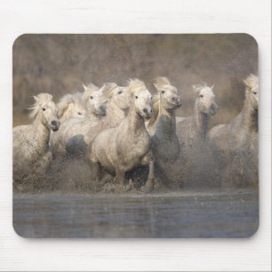 Tapis De Souris France, Provence. Chevaux blancs de Camargue en co
