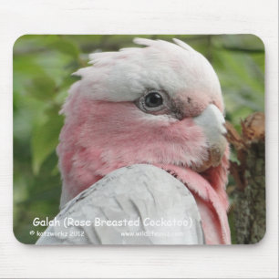Tapis De Souris Galah (cacatoès rose de Breasted)