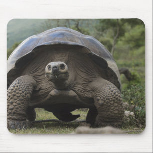 Tapis De Souris Galapagos Giant Tortoises Geochelone