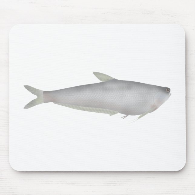 Tapis De Souris Gangetic Hairfin Anchovy  (Devant)