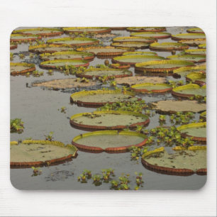 Tapis De Souris Géant ou Victoria Lilies Victoria amazonica,