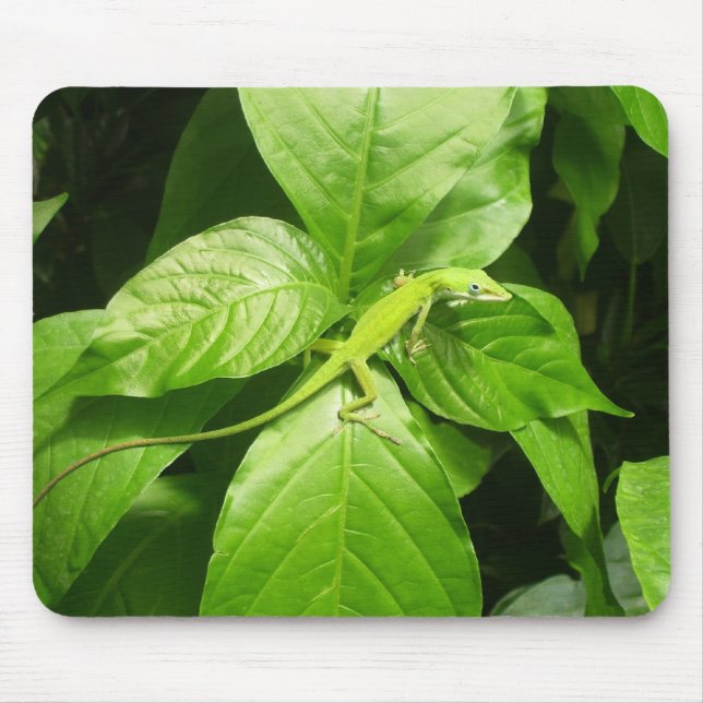 Tapis De Souris Gecko (Devant)