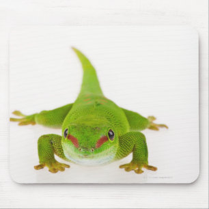 Tapis De Souris Gecko de Madagascar (Phelsuma madagascariensis)