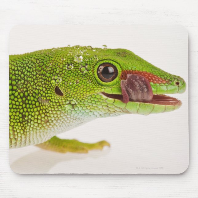 Tapis De Souris Gecko de Madagascar (Phelsuma madagascariensis) (Devant)