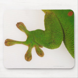 Tapis De Souris Gecko (Phelsuma madagascariensis 2)