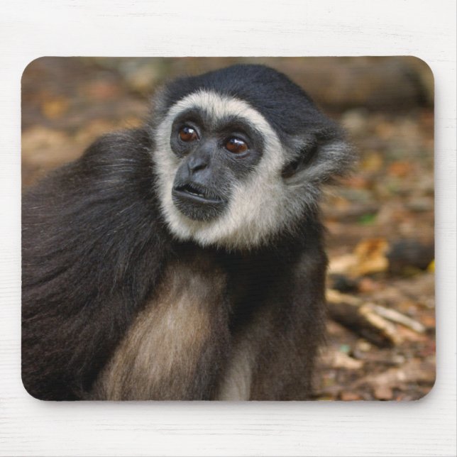 Tapis De Souris Gibbon (Hylobates Lar) à poitrine blanche, singe (Devant)