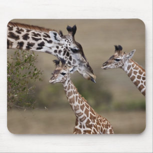 Tapis De Souris Girafe maasaï (Giraffe Tippelskirchi)