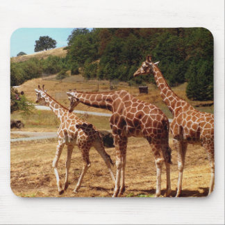Tapis De Souris Girafes