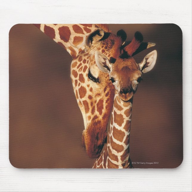 Tapis De Souris Giraffe adulte avec veau (Giraffa camelopardalis) (Devant)
