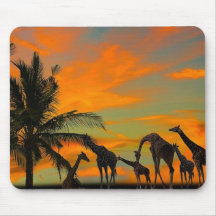 Giraffes africaines