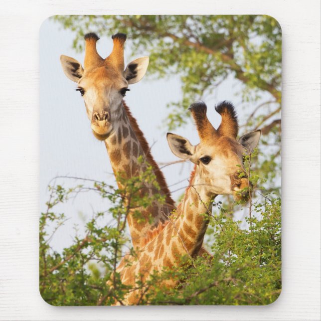 Tapis De Souris Giraffes Pékin au-dessus de la végétation (Devant)
