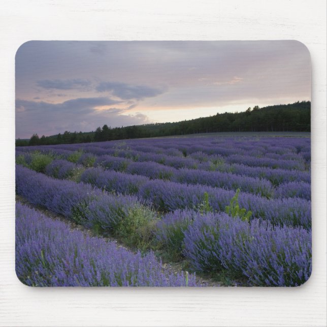 Tapis De Souris Gisement de lavande au coucher du soleil (Devant)
