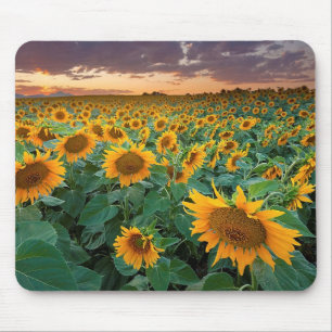 Tapis De Souris Gisement de tournesol dans Longmont, le Colorado